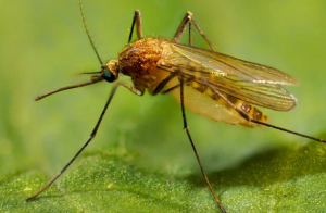 house mosquito