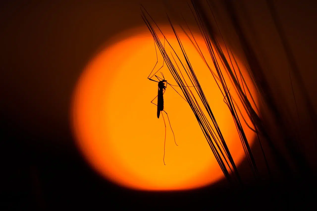 Types of mosquitos
