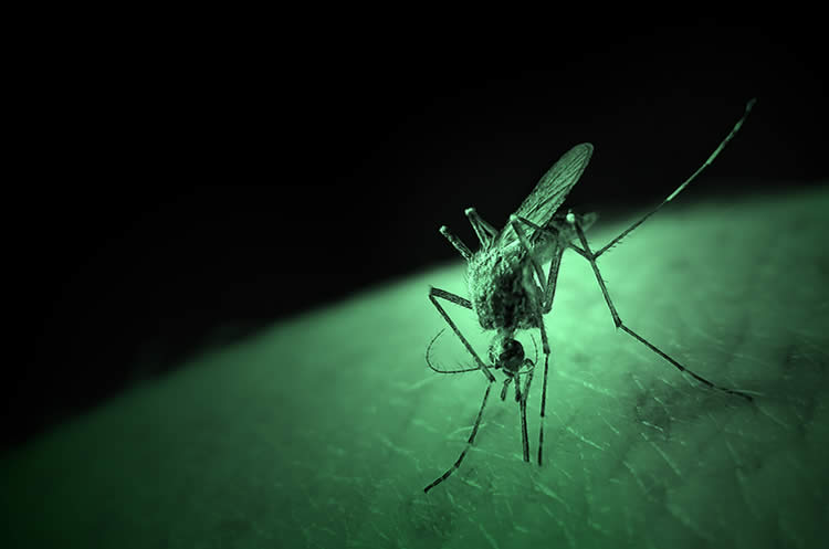 mosquito on a green leaf