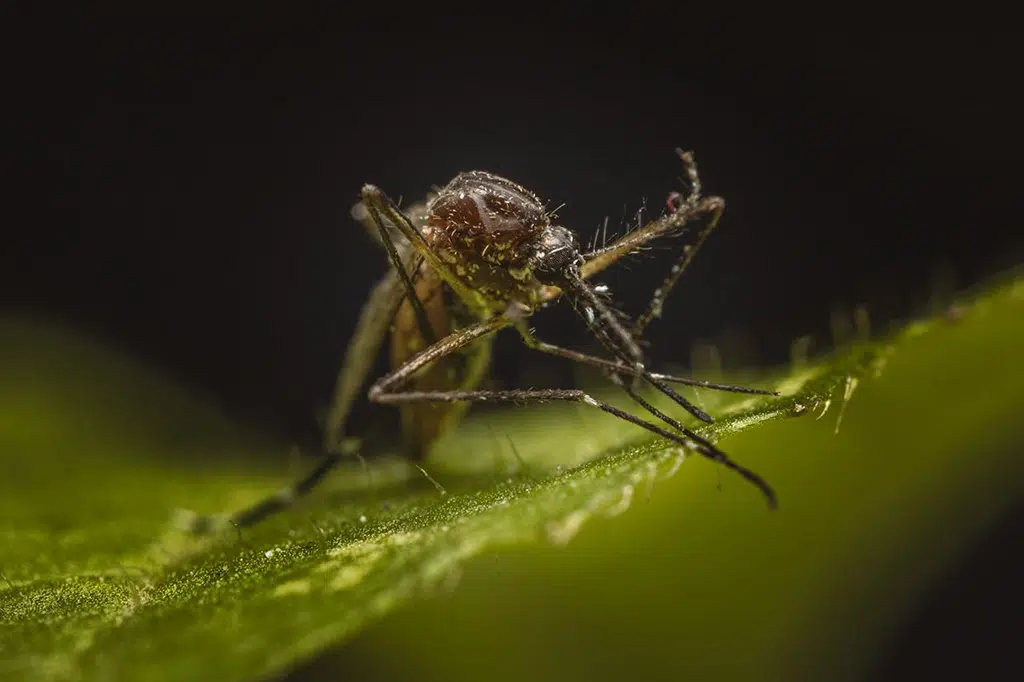 Diseases mosquitos carry