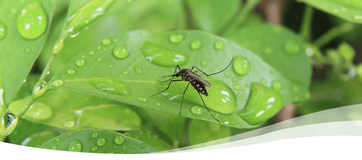 mosquito on a wet leaf