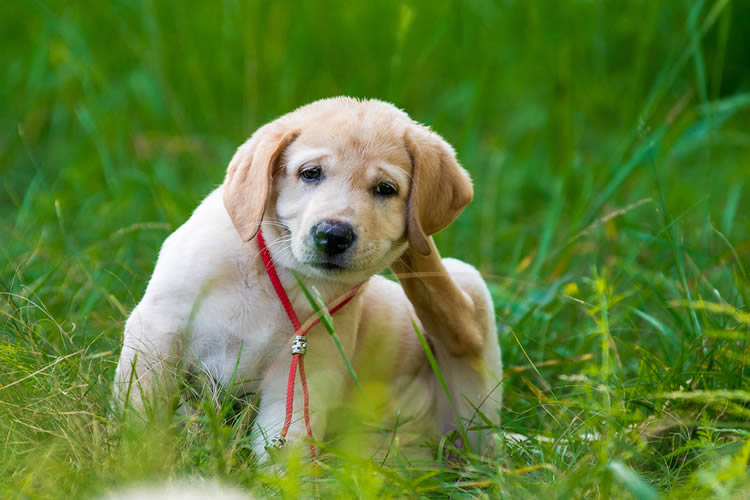 dog with some fleas and ticks