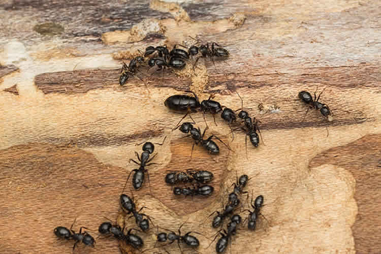 group of ants eating wood