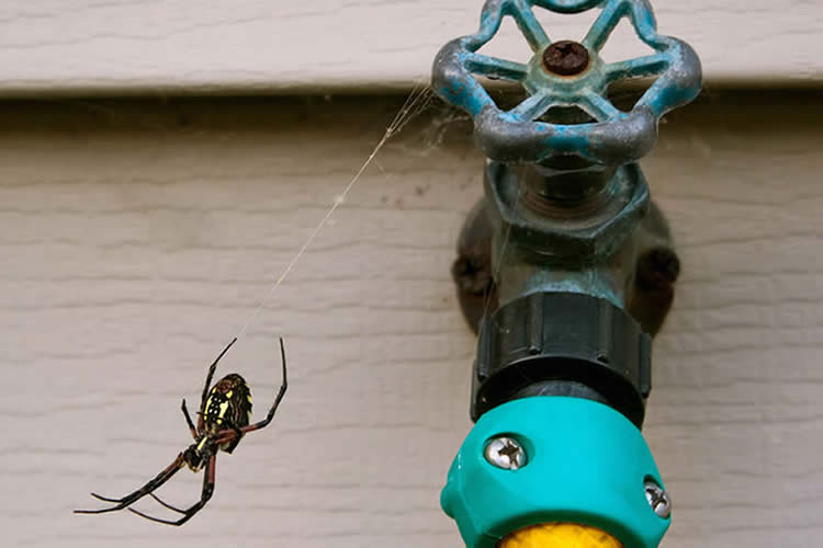 spider hanging off an outdoor spigot