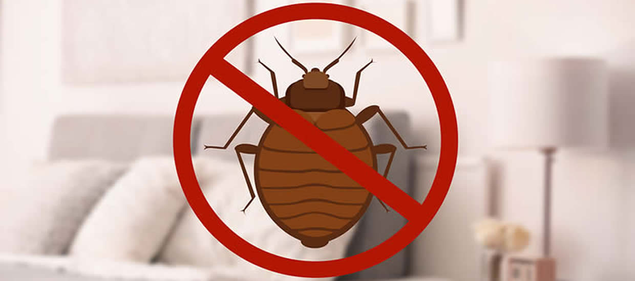 get rid of bed bugs