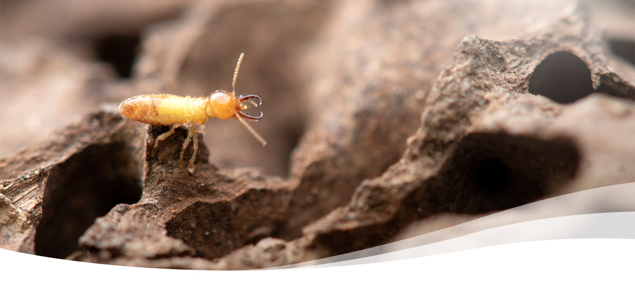 single termite standing on wood