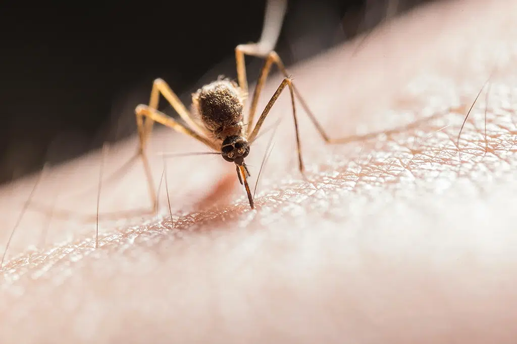 Things mosquitos hate