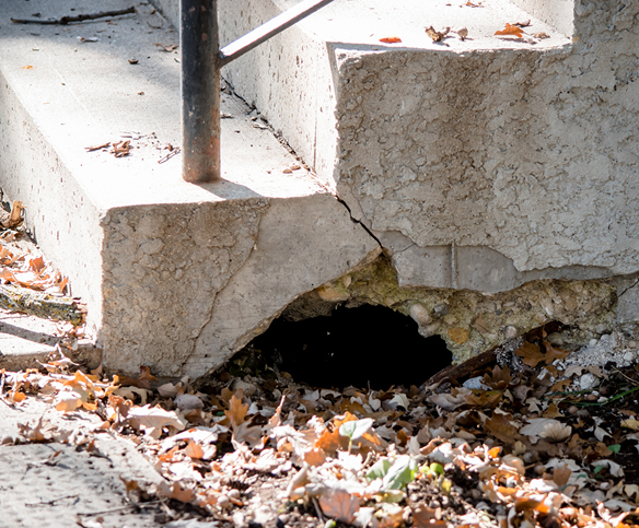 Damaged concrete steps with a large hole underneath, surrounded by fallen leaves. Potential entry point for pests.